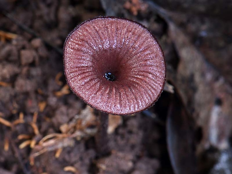 Panus similis cap #108 Dw Ms.jpg
