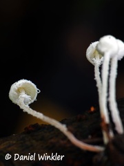 Cystolepiota #86 gills