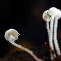 Cystolepiota #86 gills