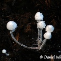 Cystolepiota sp. #86