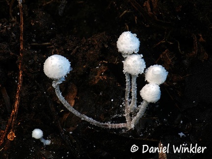 Cystolepiota sp. #86