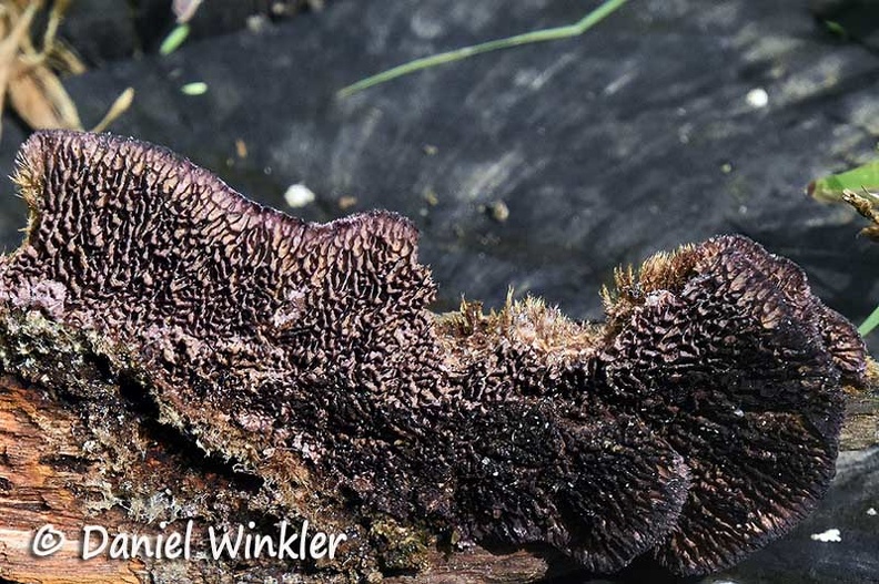 Trichaptum perrottetii #216 pores DW Ms.jpg