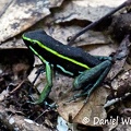 Dart poison frog