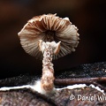 Lepiota sp. #152