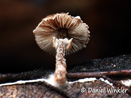 Lepiota sp. #152
