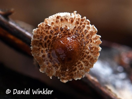 Lepiota sp. cap #152
