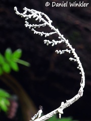 Brunneocorticium bisporum #34