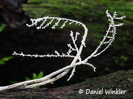 Brunneocorticium bisporum #34