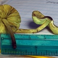 Lepiota green #57 transect gills HA