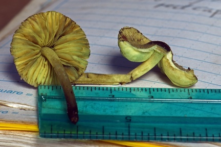 Lepiota green #57 transect gills HA