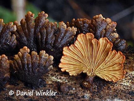 Schizophyllum filtered 