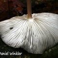Hymenopellis gills #25