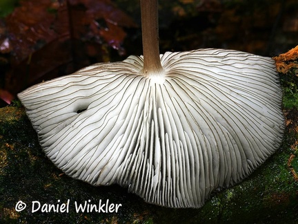 Hymenopellis gills #25