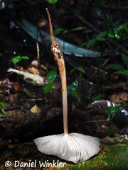 Hymenopellis gills stipe #25