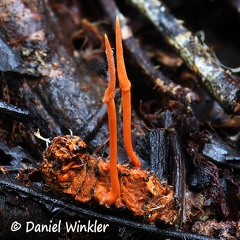 Ophiocordyceps on larva with 2 stromata