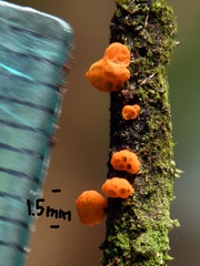 Favolaschia #143 with  scale 