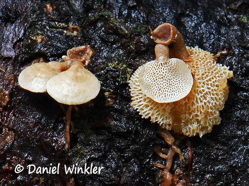 Panellus pusillus #197 DW Ms.jpg