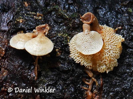 Panellus pusillus #197