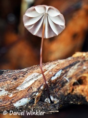 Marasmius brown cap gills #179