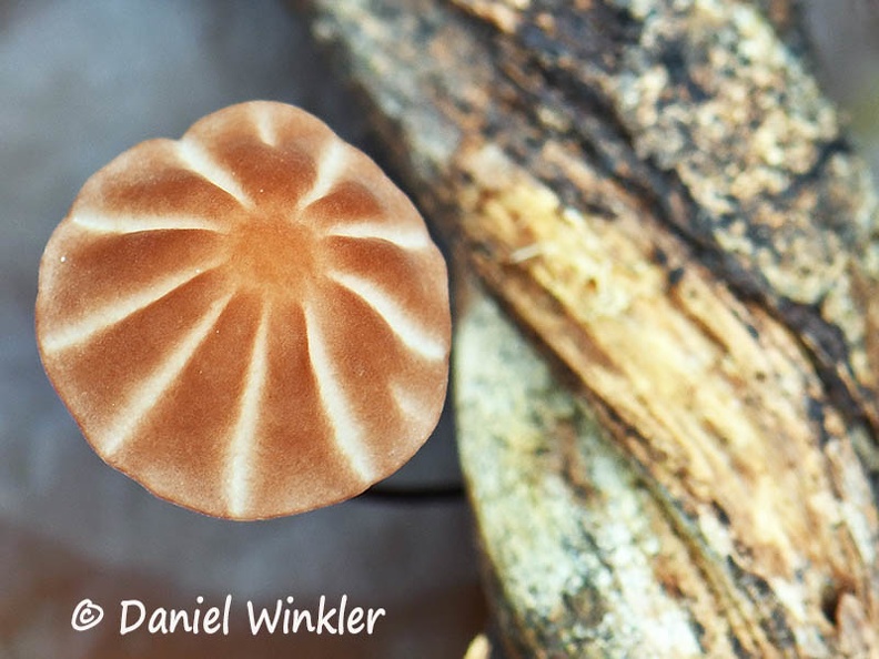 Marasmius brown cap #179 DW Ms.jpg