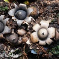 Geastrum 6 #171