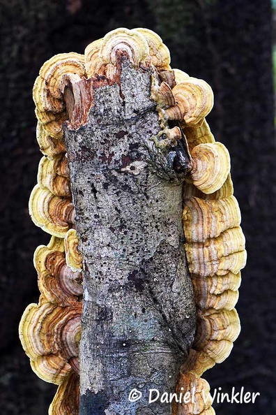 Flavodon flavus #189 back DW Ms.jpg