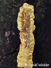 Flavodon flavus #189 