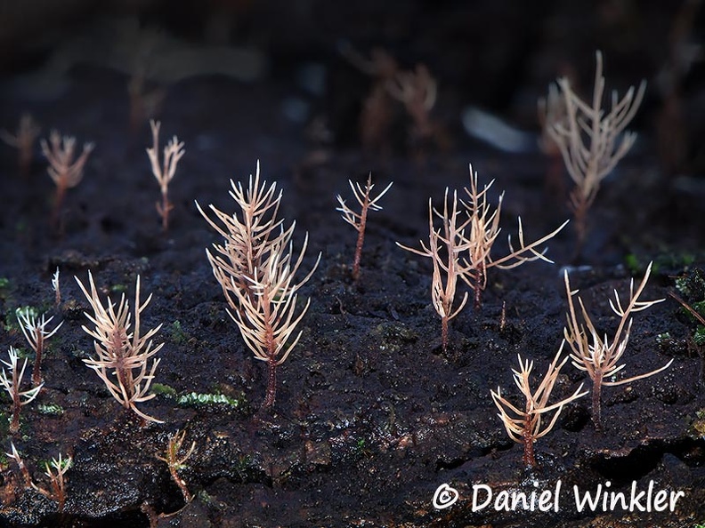 Pterula #50 4244-58 HA DW Ms.jpg