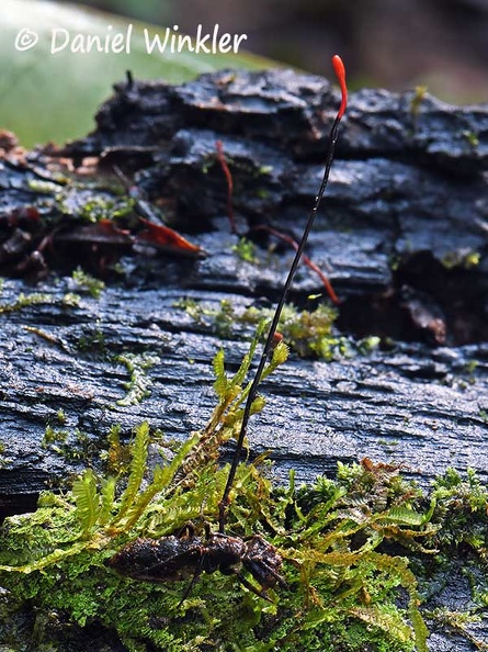Ophiocordyceps australis #173 DW Ms.jpg