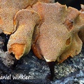 Polyporus guianensis #187 hymenium