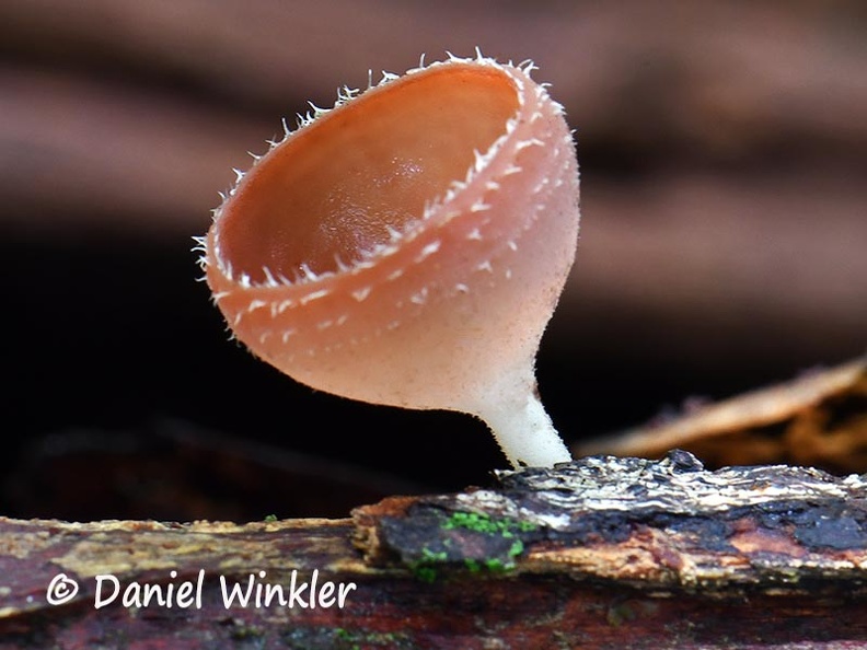 Cookenia #136 DW Ms.jpg