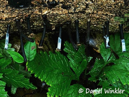 Camillea leprieurii 12 w Selaginella #182