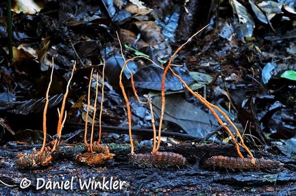 Ophiocordyceps red parade 