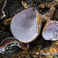 Auricularia polytrichia hymenium#72