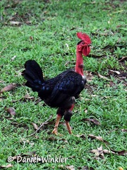 Rooster in Kwamala