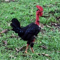 Rooster in Kwamala