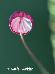 Marasmius haematocephalus gills Kwamala