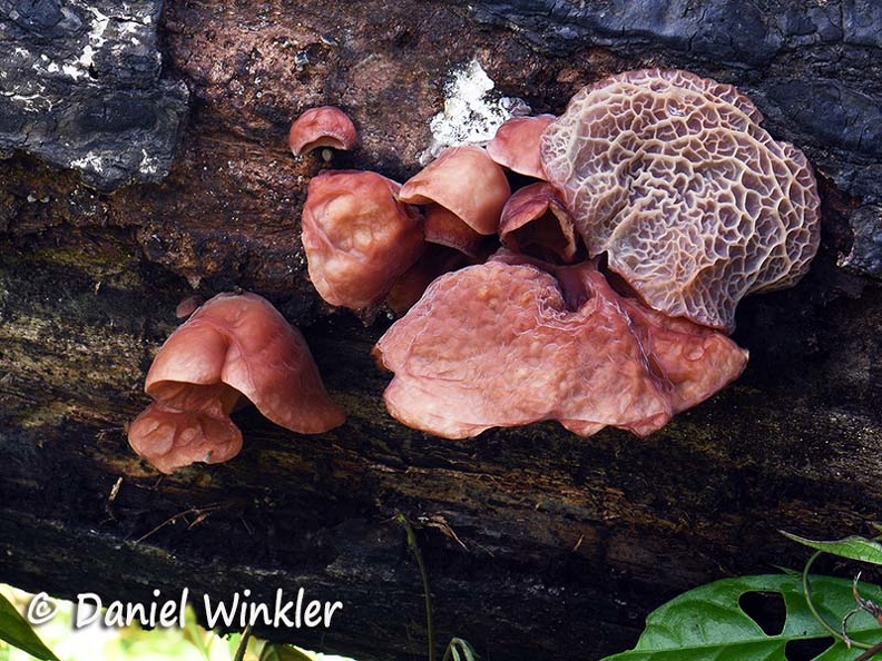 Auricularia delicata Kwamalasamutu DW Ms.jpg