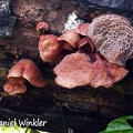 Auricularia delicata Kwamalasamutu