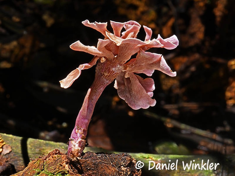 Trogia cantherelloides tower #71 DW Ms.jpg