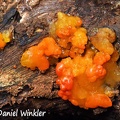 Tremella dysenterica ? #73