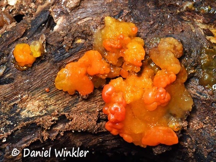 Tremella dysenterica ? #73