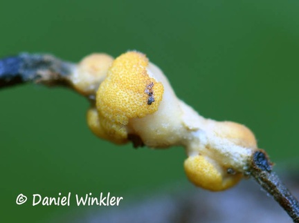 Hyperdermium sp (Cordycipitatceae)