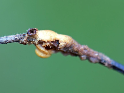 Hyperdermium twig #144 back with ant whole