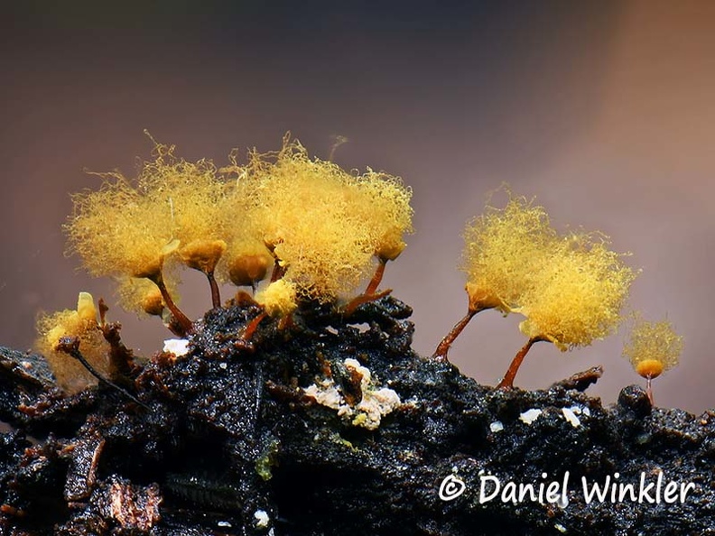 Arcyria pomiformis #64 Dw Ms.jpg