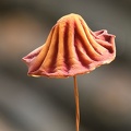 Marasmius red orange stripes 6-21