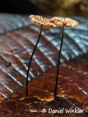 Marasmius #28 brown caps