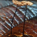 Marasmius #28 brown caps