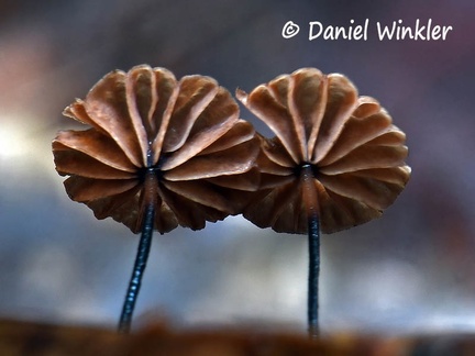 Marasmius #28 brown gills
