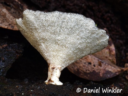 Trametes #29 hymenium